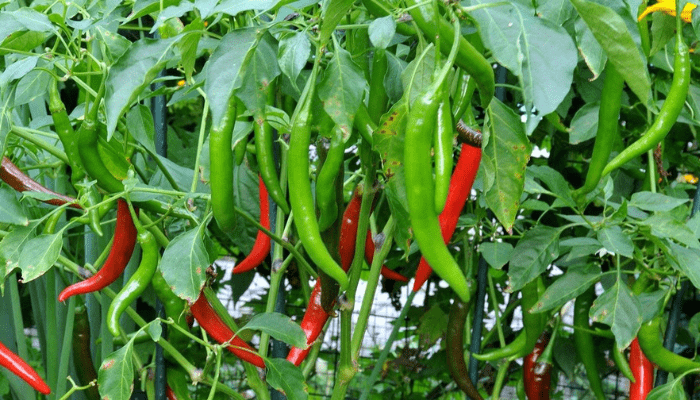 Chilies Plant