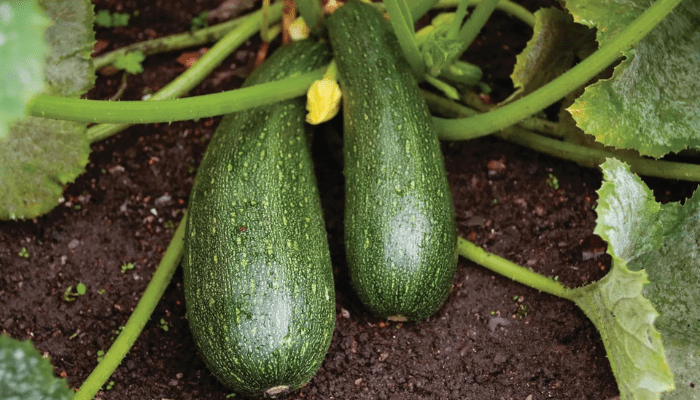 Squash Plant