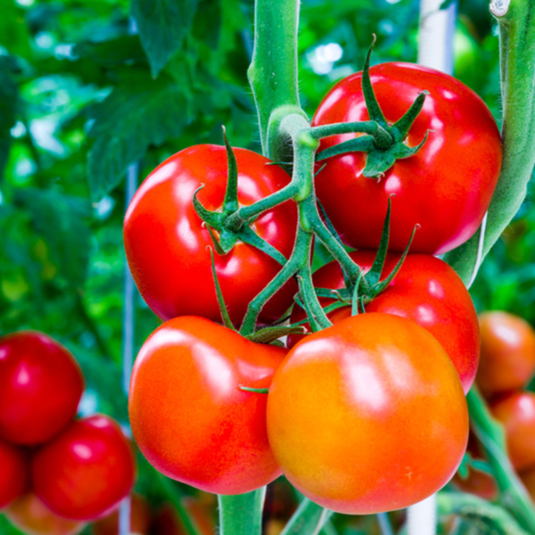 Tomato Seeds