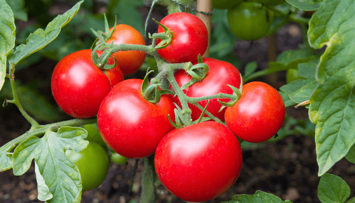 Tomatoes-Plant