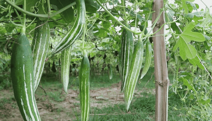 Snake Gourd