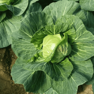 Cabbage Seeds