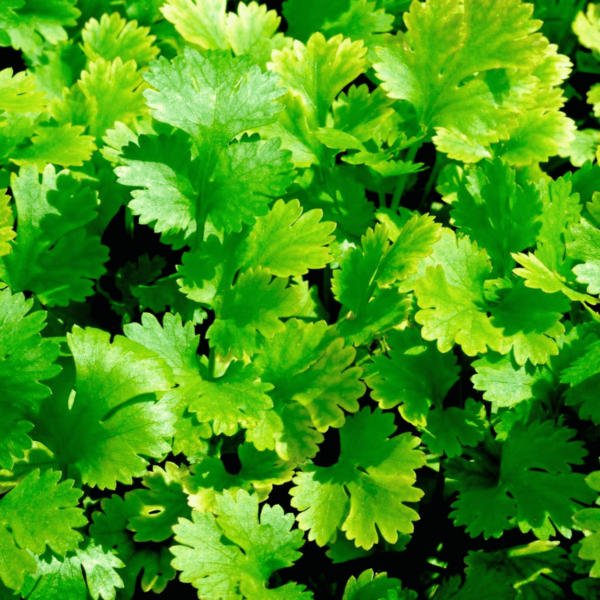 Coriander Leaves Seeds2