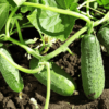 Cucumber Seeds