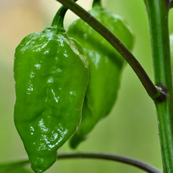 Mumbai Chilli Seeds