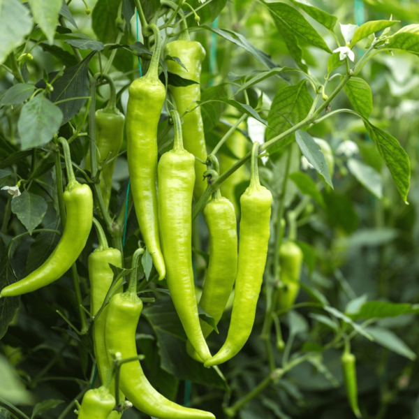 Green Chilli Seeds