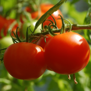 Desi Tomato Seeds