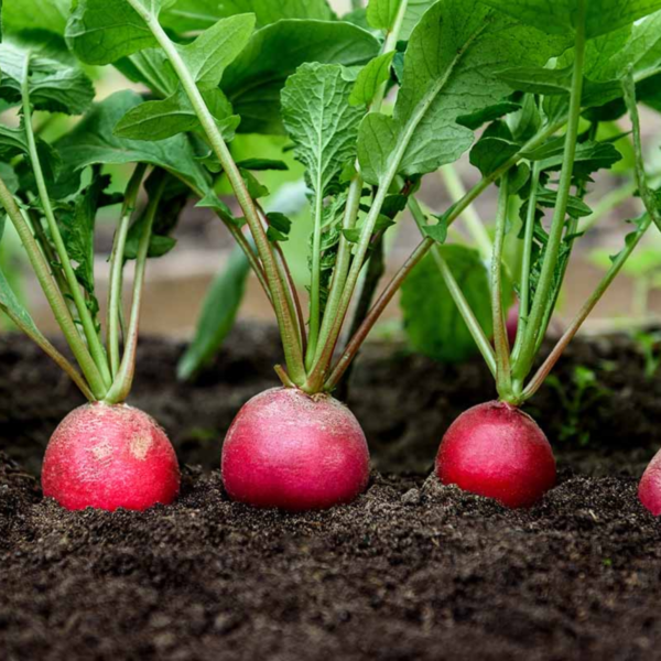 Red Radish Seeds