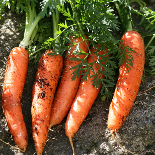 Carrot Seeds