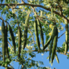 Drumstick Seeds