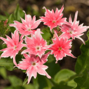 Star Phlox Mixed Seeds