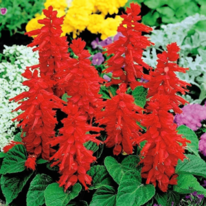 Salvia Red Seeds