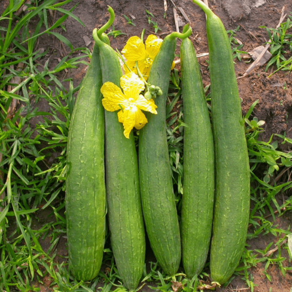 Nenua Seeds