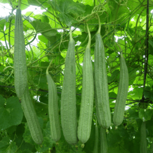 Ridge Gourd Seeds