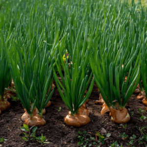 Onion Seeds