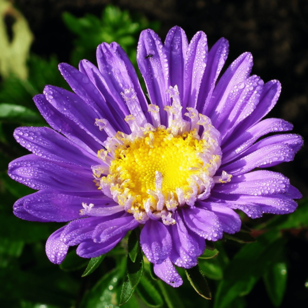 Aster Seeds