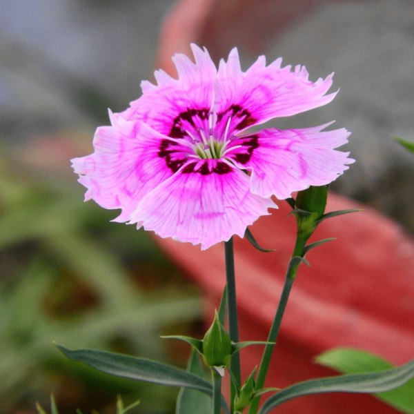 Dianthus seeds