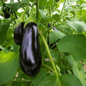 Brinjal Muktakeshi Seeds