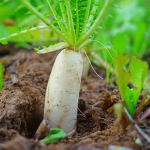 White Radish Seeds