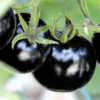 Black Tomato Seeds