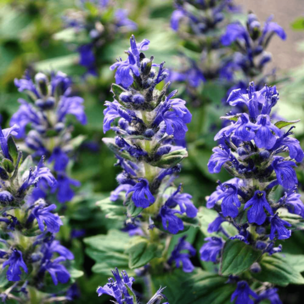 Salvia Blue Seeds