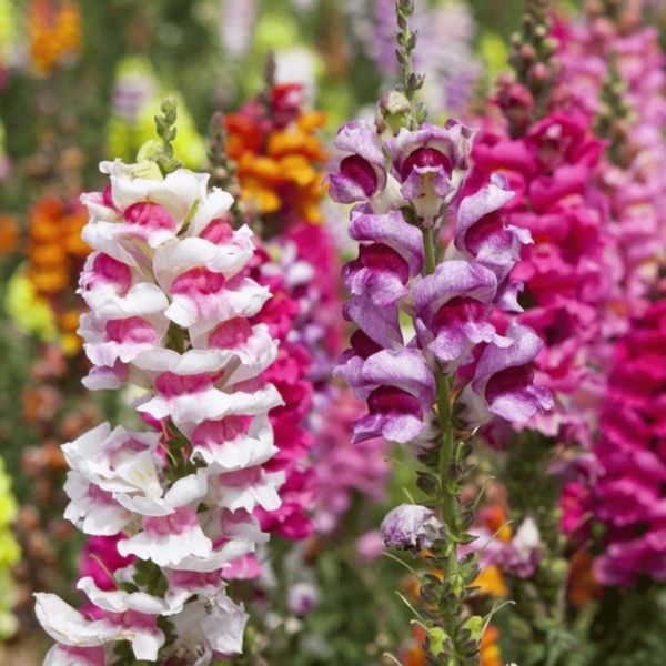 Antirrhinum Seeds