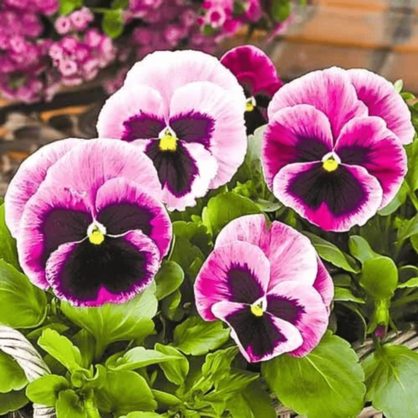 Pansy Mixed Seeds