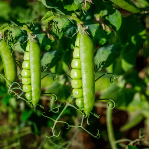 Peas Seeds