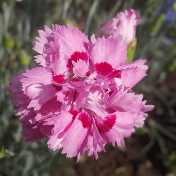 Carnation Seeds