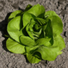 Lettuce Seeds