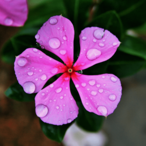 Vinca seeds