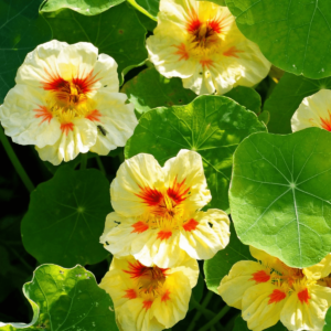 Nasturtium Seeds