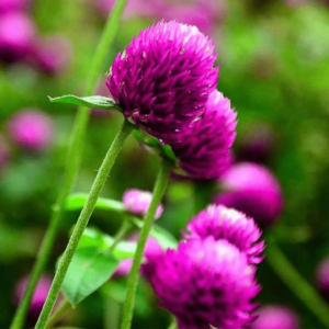 Gomphrena Seeds