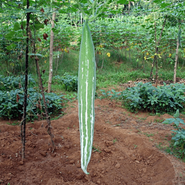 Snake Gourd Seeds