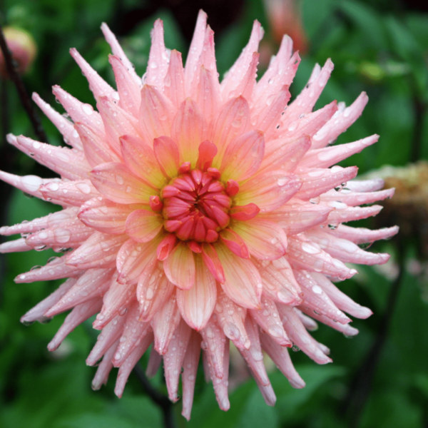 Dahlia seeds