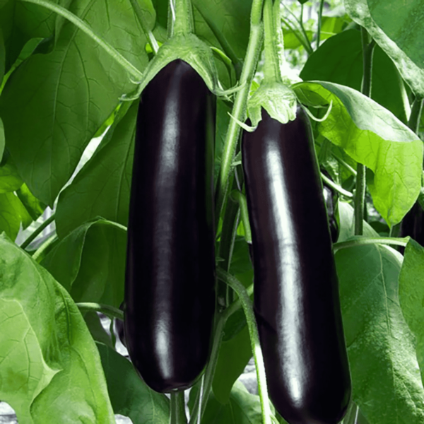 Brinjal Muktajhuri Seeds