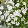 Gypsophila seeds