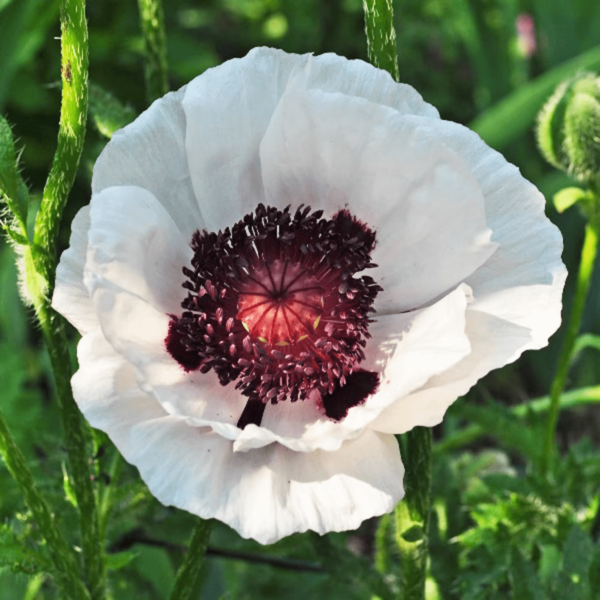 Poppy Mixed Seeds