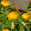 Calendula Seeds