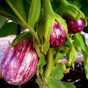 Desi Brinjal Seeds