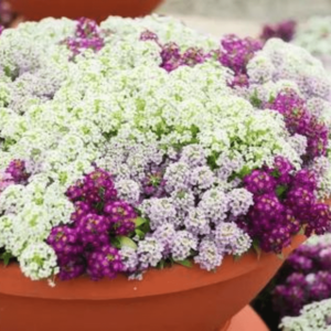 Alyssum Seeds