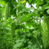 Bitter Gourd Seeds