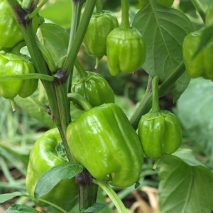 Capsicum Seeds