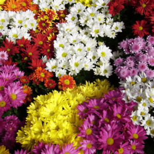 Chrysanthemum Seeds