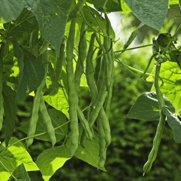 Cowpea Beans Seeds