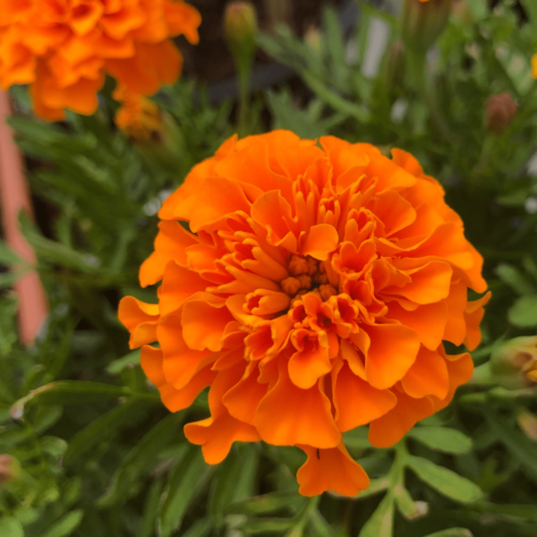 French Orange Marigold Seeds