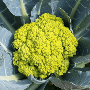 Green Cauliflower Seeds