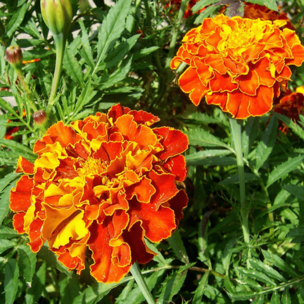 Marigold Double Seeds