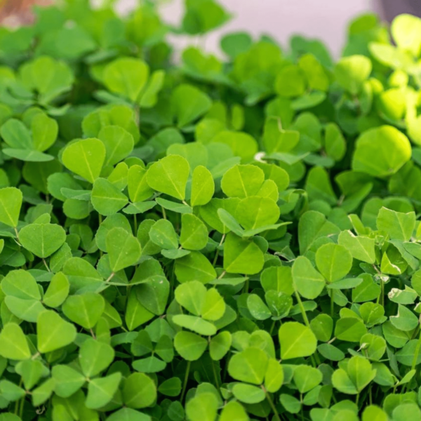 Methi Seeds