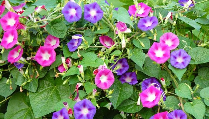 TOP 10 FLOWER PLANTS IN MONSOON SEASON